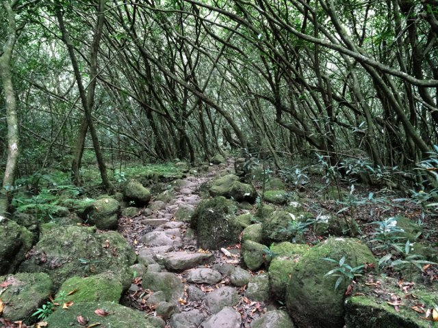 Longues portions ombragées sur cailloux moussus