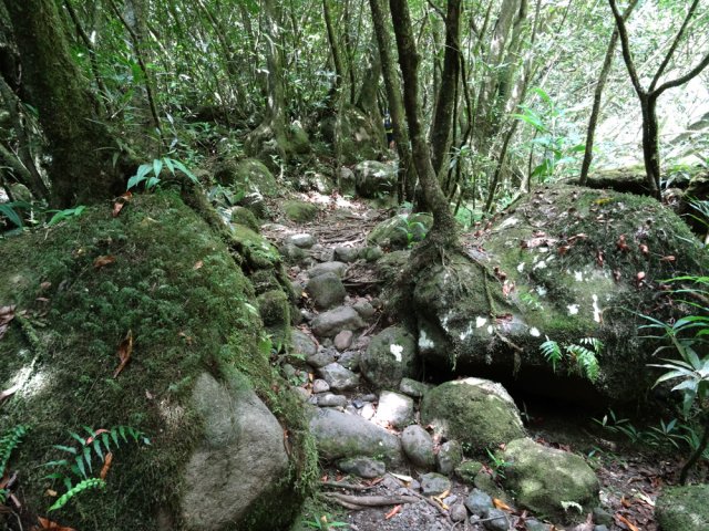 Jolis sous-bois à deux pas de la rivière