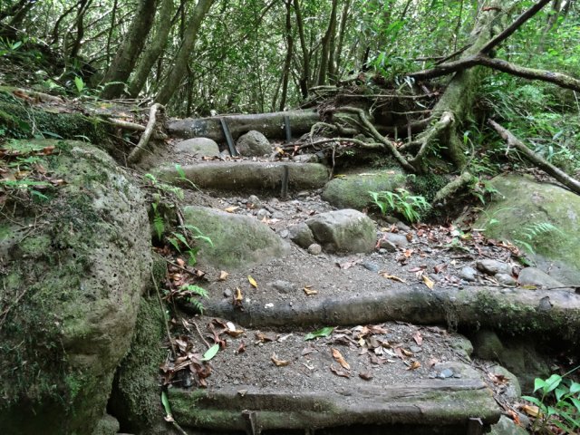 Quelques marches soutenues de rondins