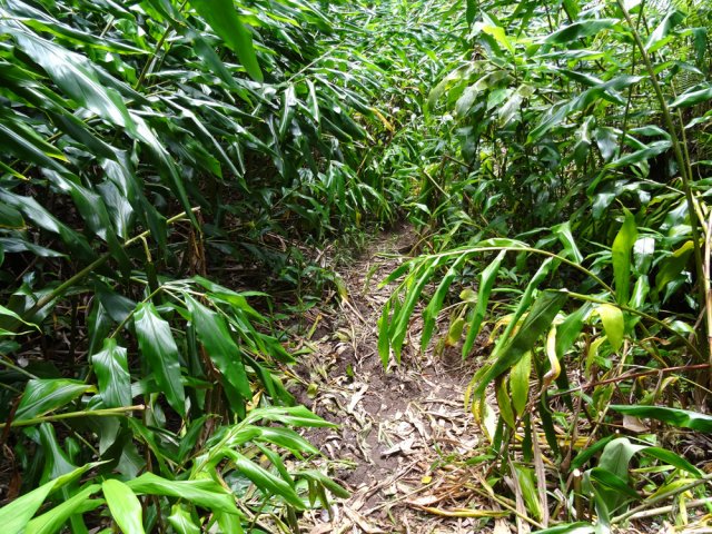 On ne perd jamais le sentier malgré les longoses
