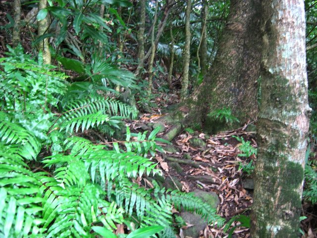 Sentier étroit dans la montée
