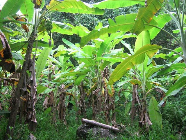 Plantation de bananiers avant la vanille