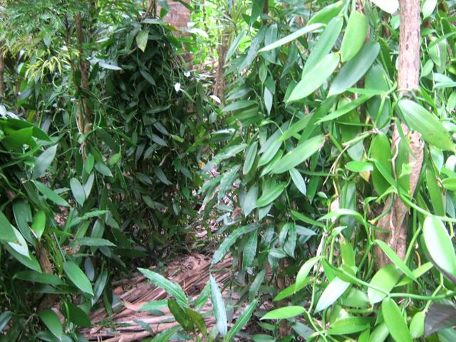 Toute la zone est recouverte de plantations de vanille