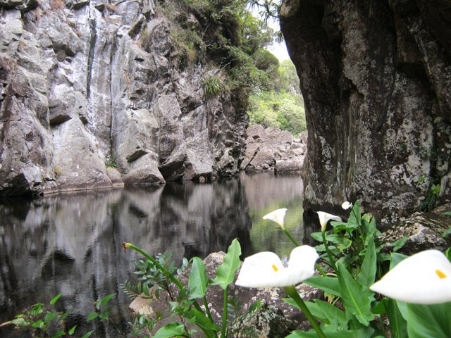 Marsouins amont : Les arums bordent cette petite étendue d'eau