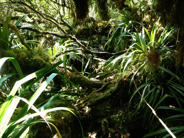 Chansons aval : passage plus délicat sur les racines glissantes