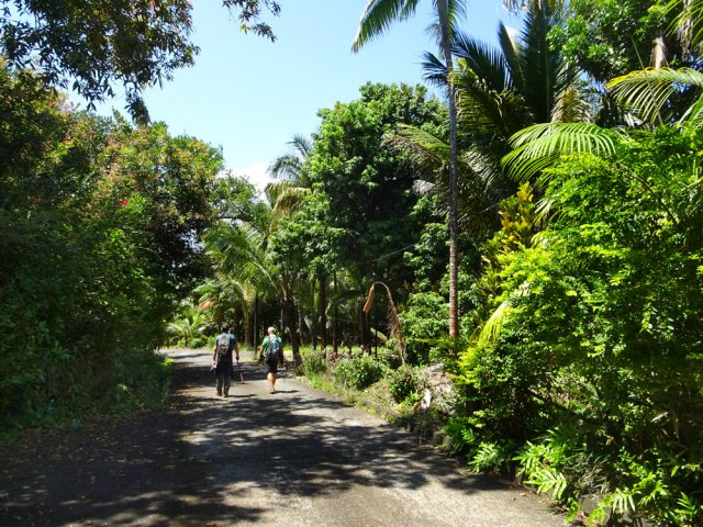 Les arbres fruitiers de l'îlet Leroux en fin de boucle