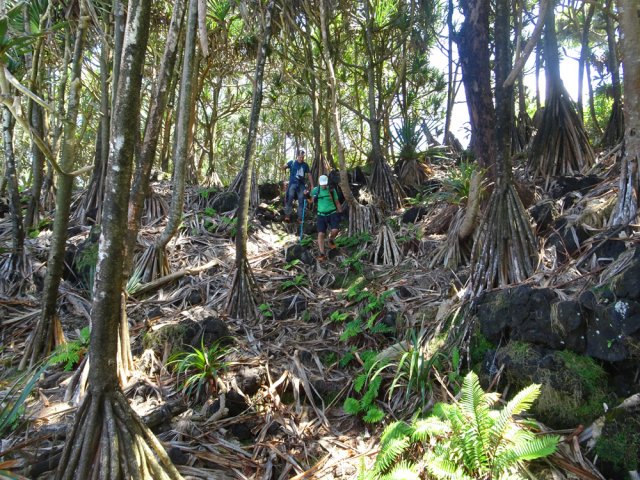 Quelques descentes un peu raides sous les vacoas
