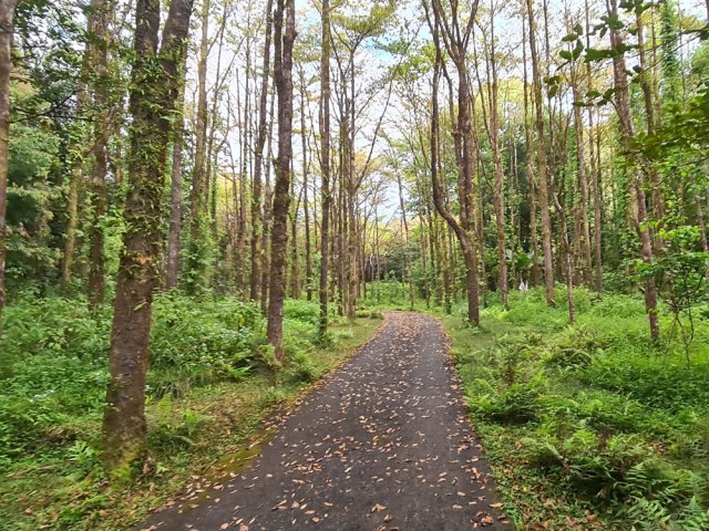 Parc arboré où poussent grands nattes, benjoins et camphriers