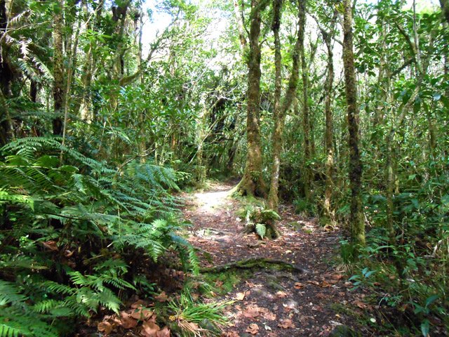Le cheminement est facile au début malgré des racines