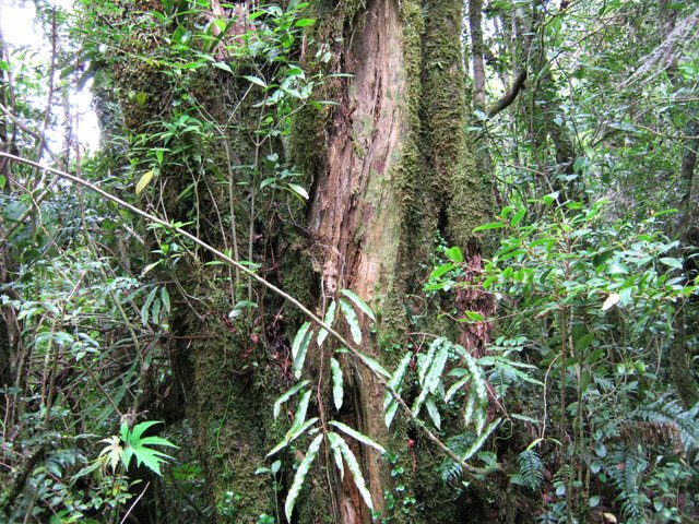 Quelques gros troncs moussus attirent l'attention