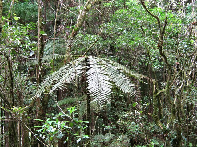 Le manque de lumière empêche le développement de certaines plantes