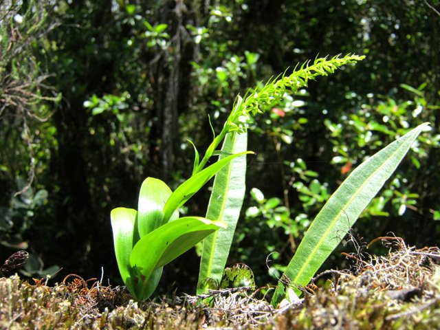 Orchidées et fougères
