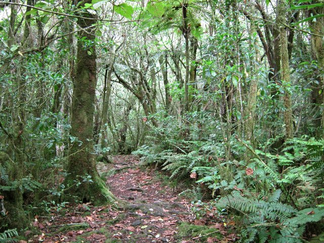 La forêt est assez touffue