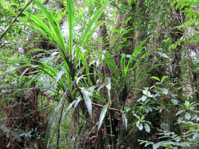 Royaume des épiphytes et des cannes marronnes qui poussent sur les arbres