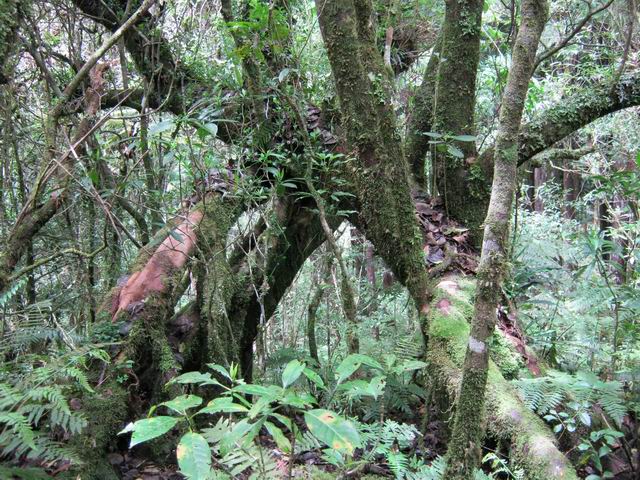 Nombreux beaux spécimens d'arbres dans cette forêt humide