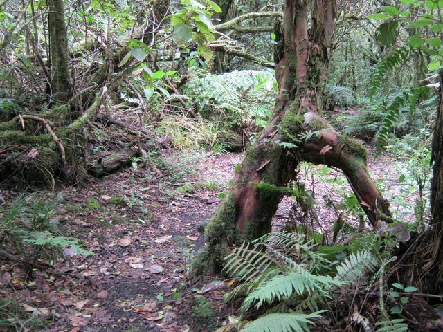 La partie basse du sentier