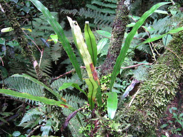 Et bien sûr les inévitables fougères de toutes formes