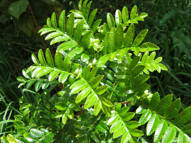 Un jeune Tan Rouge qui atteindra 20 mètres dans 50 ans