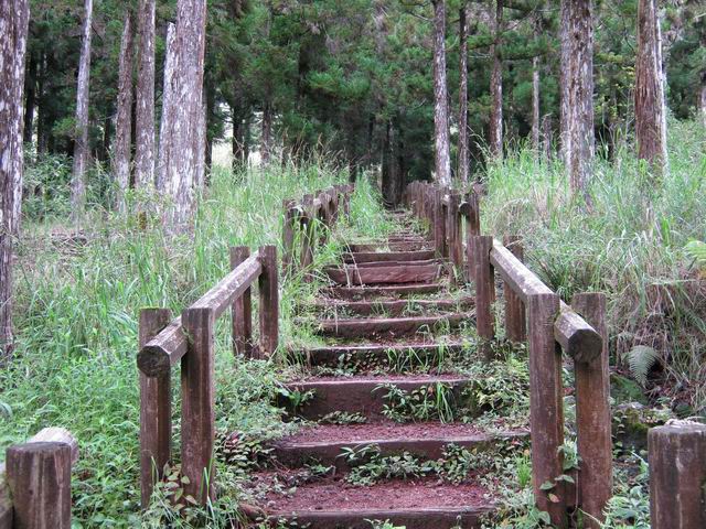 L'escalier qui menait à Forestia, un site de grimpe dans les cryptomerias