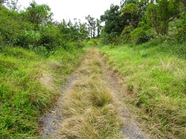Début de la piste de Bois de Nèfles, herbeuse sur quelques hectomètres