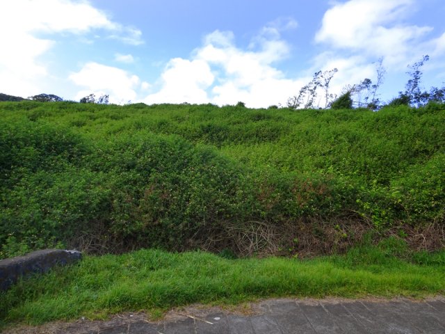 Les anciennes prairies sont désormais des forêts de galaberts
