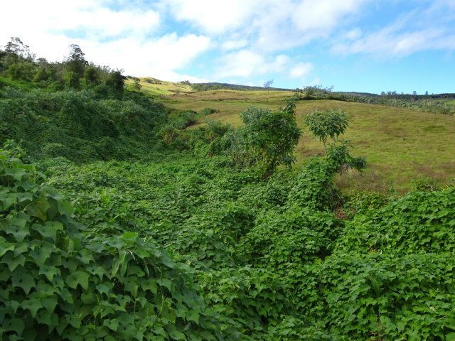 Les treilles de chouchous ont également leur mot à dire