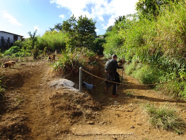 Attention aux chiens au départ de la piste