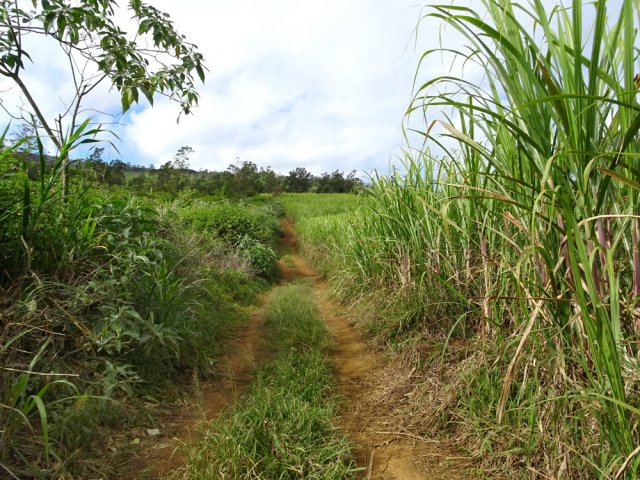 Puis ce sont les champs de canne à sucre