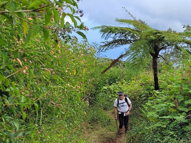 Vigne marronne d'un côté, galabert de l'autre