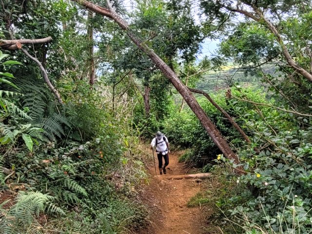 Quelques arbres procurent de l'ombre