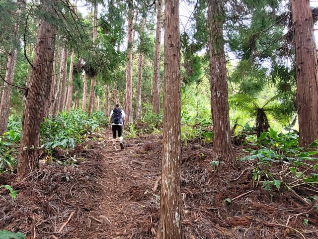 Début de la montée dans la forêt de cryptomerias
