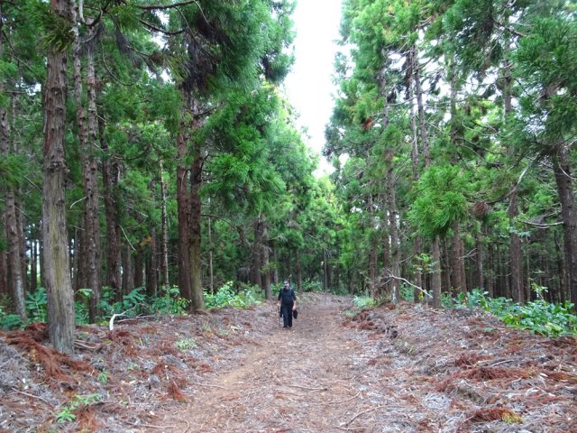 On peut quitter le sentier pour emprunter la piste
