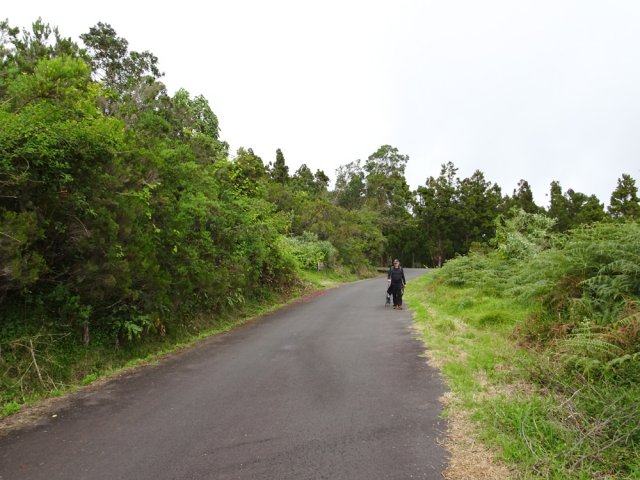 Courte portion de route des Cryptomerias pour retrouver le parking du départ