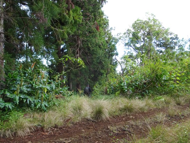 Quitter la piste pour longer les cryptomerias