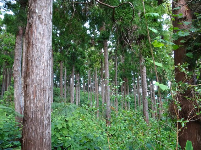 Les galaberts ont envahi le sous-bois de cryptomerias