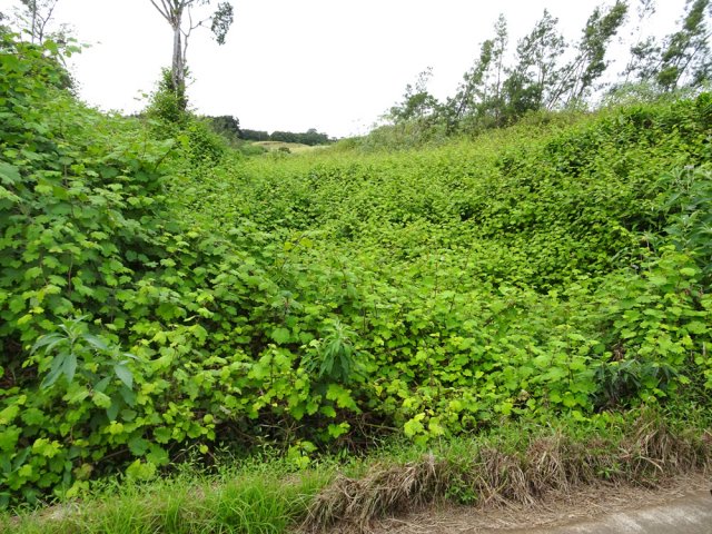 Portions inextricables de vigne marronne