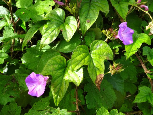 La liane bleue recouvre même les envahissantes