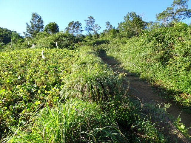 Un petit champ bordé de touffes de citronnelle