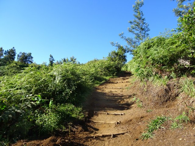 Les goyaviers ont disparu, remplacés par les fougères et branles
