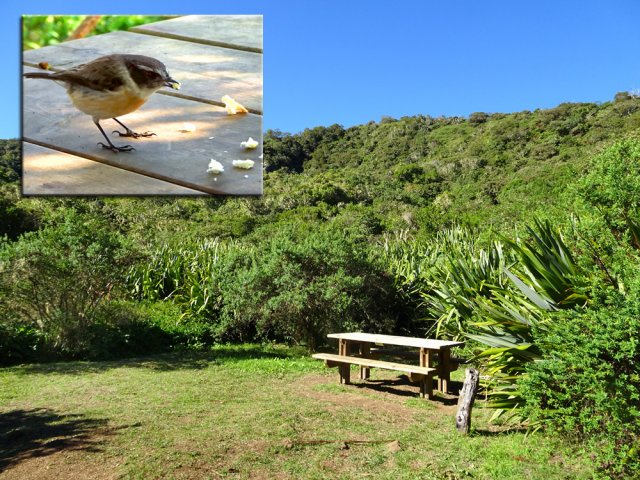 Une table de repos et le tec tec de l'îlet, peu farouche et gourmand !
