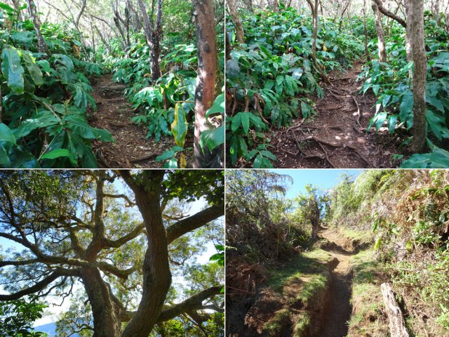 Quelques portions des trois sentiers de contournement de l'îlet