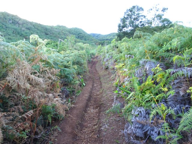 Les multiples passages ont creusé des rigoles dans la terre