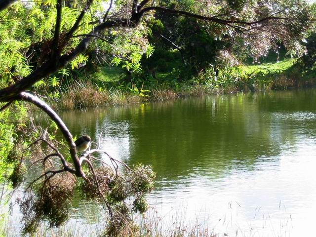 Le bord du lac et son tec tec guettant un insecte