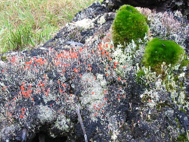 Mousses et lichens