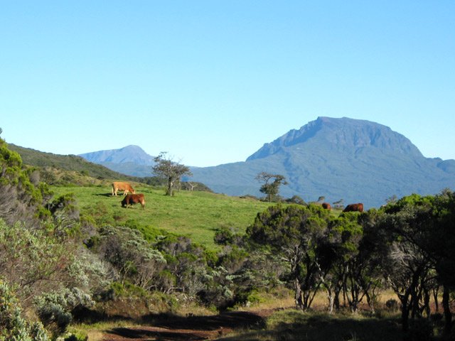 Approche du Piton de l'Eau dans les prairies