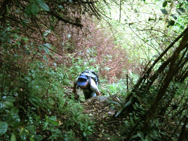 La fin de la ravine dans les goyaviers et les vignes marronnes