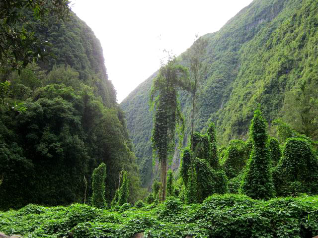 L'Ilet du Bras de Caverne qu'on peut appeler désormais l'Ilet Chouchou