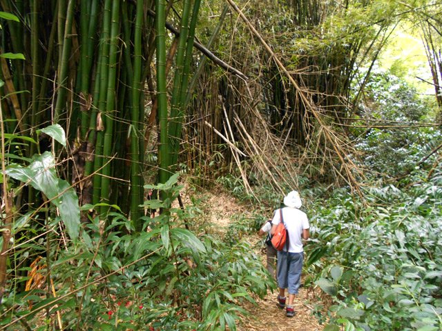 Agréable sentier dans les bambous pour couper les lacets de la route du Brûlé
