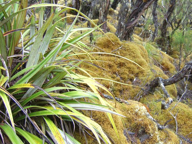 Belles épaisseurs de mousse en bord de sentier mais trop humide pour s'asseoir