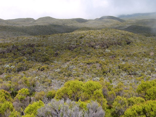 Une idée de la végétation de la région